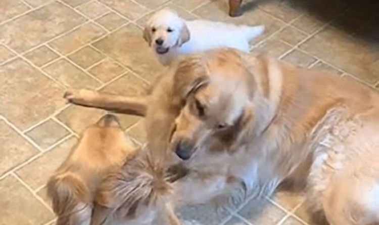 Un adorable chiot Golden Retriever tente de combattre ses frères et sœurs plus âgés dans une vidéo adorable