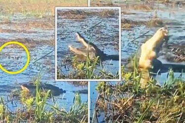 Un alligator de Floride arrache un drone dans les airs au milieu de cris de « ne mange pas ça » – PHOTOS