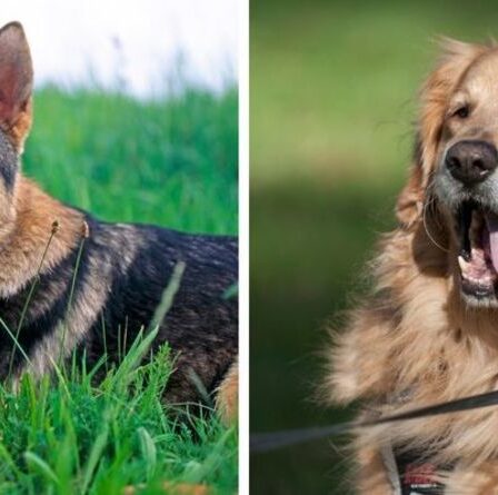 Un berger allemand se faufile pour surprendre un ami du Golden Retriever dans une adorable vidéo