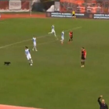 Un chien prend d'assaut le match de football de Premier League et fait honte aux joueurs