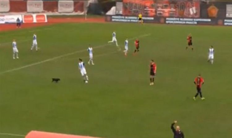 Un chien prend d'assaut le match de football de Premier League et fait honte aux joueurs