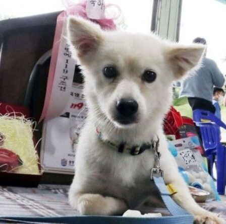 Un chiot héroïque reste à côté de la grand-mère âgée pendant près de deux jours – lui sauvant la vie