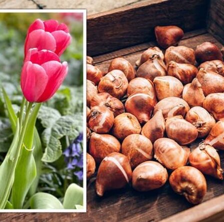 Un expert en jardinage explique pourquoi vous devriez éviter de planter des bulbes de tulipes maintenant ou risquer une « maladie »