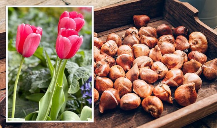 Un expert en jardinage explique pourquoi vous devriez éviter de planter des bulbes de tulipes maintenant ou risquer une « maladie »