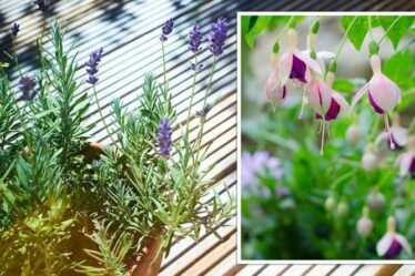 Un expert en jardinage partage les fleurs que vous pouvez planter maintenant «après la saison de plantation principale»