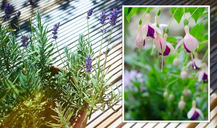 Un expert en jardinage partage les fleurs que vous pouvez planter maintenant «après la saison de plantation principale»
