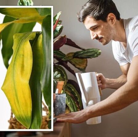 Un expert en plantes d'intérieur partage une «solution rapide parfaite» pour le jaunissement des feuilles des plantes d'intérieur
