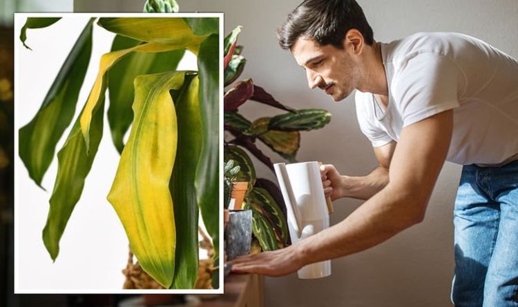 Un expert en plantes d'intérieur partage une «solution rapide parfaite» pour le jaunissement des feuilles des plantes d'intérieur