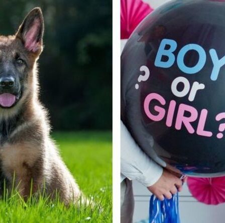 Un incroyable chiot berger allemand prédit le sexe du bébé dans une vidéo réconfortante
