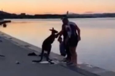 Un kangourou de Canberra remercie les sauveteurs avec une poignée de main après être tombé dans un lac - "Je vous remercie"