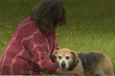 Un propriétaire de chien révèle l'impact dévastateur de la démence chez les animaux de compagnie alors que 85% des cas ne sont pas détectés
