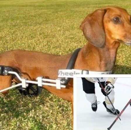 Un teckel en course en fauteuil roulant à travers un stade de hockey sur glace devient une jolie vidéo virale