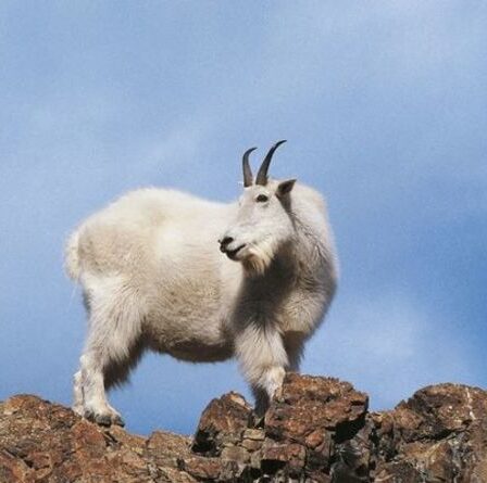 Une chèvre de montagne tue un grizzli de 154 livres en légitime défense avec des cornes "en forme de poignard"