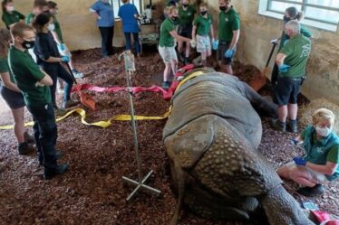 Une opération des yeux pour sauver la vue du rhinocéros Hugo... "Une opération qui change la vie"