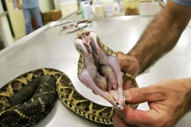 Une percée de Covid en tant que venin de serpent brésilien mortel à 75% efficace pour arrêter le virus