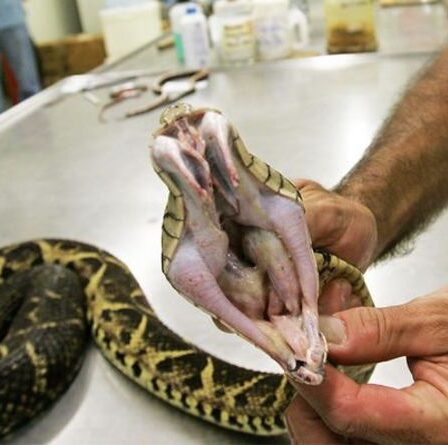 Une percée de Covid en tant que venin de serpent brésilien mortel à 75% efficace pour arrêter le virus