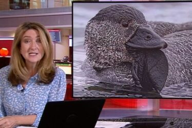 Victoria Derbyshire de la BBC a été choquée par la vidéo « étourdissante » d'un canard parlant « Est-ce un canular ? »