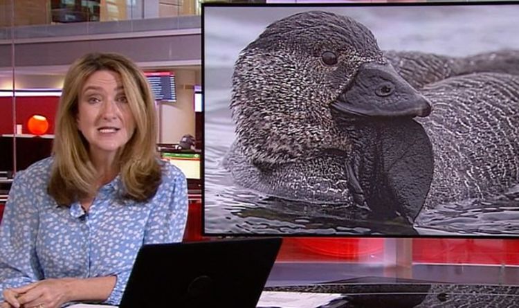 Victoria Derbyshire de la BBC a été choquée par la vidéo « étourdissante » d'un canard parlant « Est-ce un canular ? »
