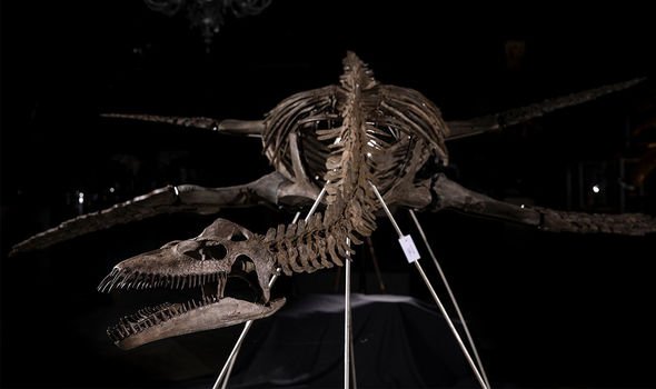 Préhistoire : Un squelette de plésiosaure du Jurassique supérieur
