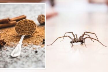 Araignées: un expert partage un « répulsif naturel » à 1 £ pour chasser les insectes de votre maison