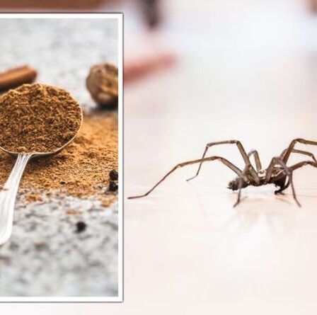 Araignées: un expert partage un « répulsif naturel » à 1 £ pour chasser les insectes de votre maison