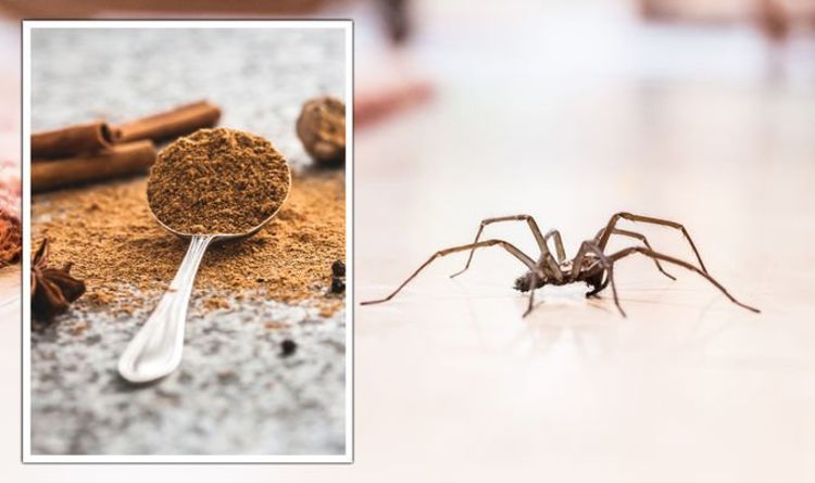 Araignées: un expert partage un « répulsif naturel » à 1 £ pour chasser les insectes de votre maison