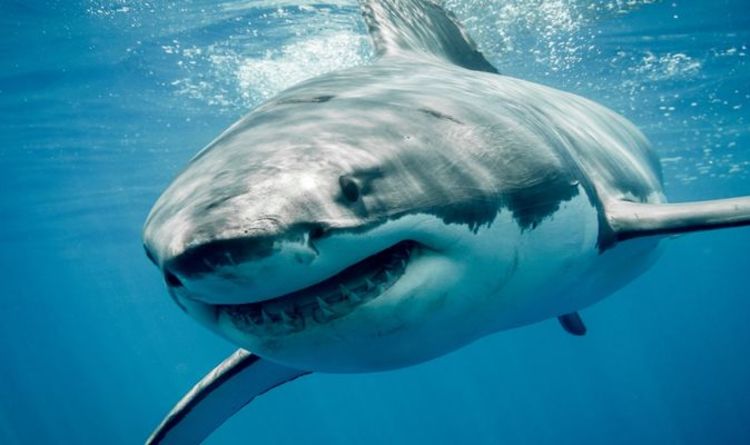 Avertissements de voyage en Espagne : requins, fermetures d'aéroports et nuages ​​de cendres