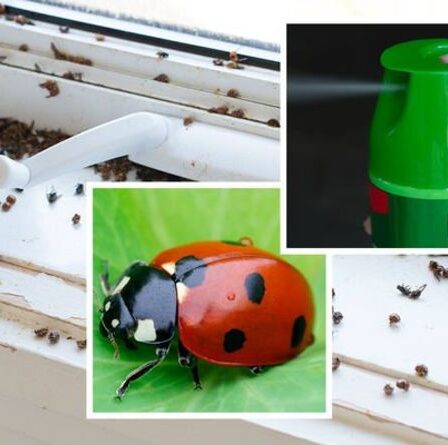 Beaucoup de coccinelles dans votre maison ?  Comment se débarrasser d'une infestation de coccinelles en 6 étapes simples