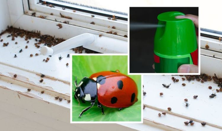 Beaucoup de coccinelles dans votre maison ?  Comment se débarrasser d'une infestation de coccinelles en 6 étapes simples