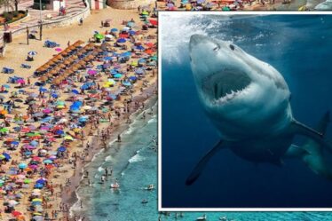 Costa del Terreur !  Un requin craint en Espagne alors que les touristes sont interdits d'entrer en mer