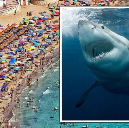Costa del Terreur !  Un requin craint en Espagne alors que les touristes sont interdits d'entrer en mer
