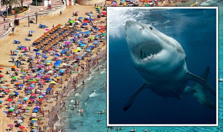 Costa del Terreur !  Un requin craint en Espagne alors que les touristes sont interdits d'entrer en mer