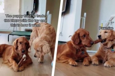 Crafty Golden retriever se bat avec son grand frère pour mâcher un chien dans un clip hilarant