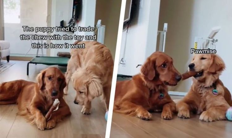 Crafty Golden retriever se bat avec son grand frère pour mâcher un chien dans un clip hilarant
