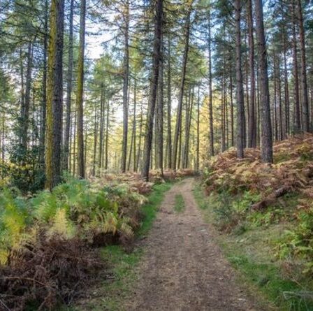 Fin du monde alors que la « triple crise planétaire » menace l'humanité : « Une action rapide est nécessaire »