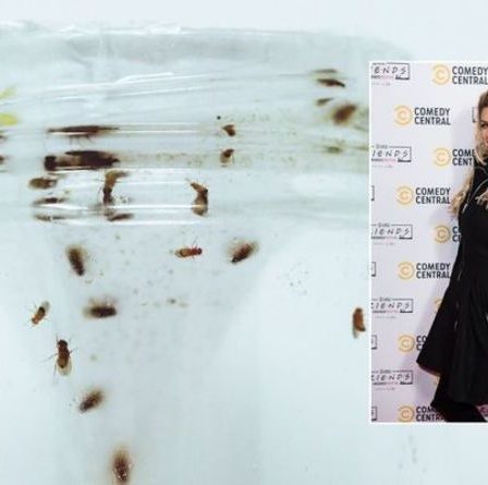 « Fonctionne à chaque fois » : une fan de Mme Hinch explique comment se débarrasser des mouches des fruits après une invasion de domicile