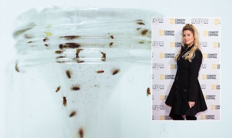 « Fonctionne à chaque fois » : une fan de Mme Hinch explique comment se débarrasser des mouches des fruits après une invasion de domicile