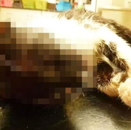 Horreur alors qu'une femme tue un chaton «méchant» en le mettant dans une machine à laver comme punition