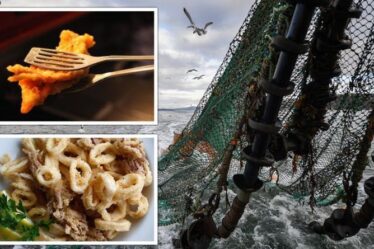 Indignation de la pêche !  Les Britanniques ont dit d'éviter les calamars et la morue alors que les eaux britanniques font face à un «avenir inquiétant»