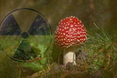 L'Allemagne émet un avertissement radioactif MUSHROOM – les forêts sont toujours en proie à la catastrophe de Tchernobyl