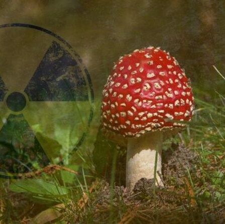 L'Allemagne émet un avertissement radioactif MUSHROOM – les forêts sont toujours en proie à la catastrophe de Tchernobyl