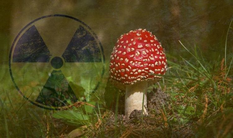 L'Allemagne émet un avertissement radioactif MUSHROOM – les forêts sont toujours en proie à la catastrophe de Tchernobyl