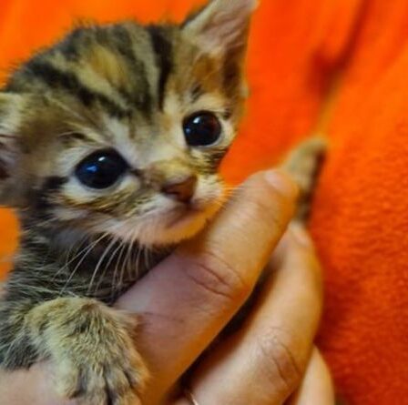 La taille d'un chaton émacié de la barre de Mars se bat pour la vie après que des puces aient tué le reste de sa portée