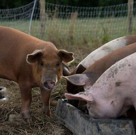 Le Royaume-Uni au bord d'une «catastrophe aiguë en matière de bien-être» alors que la pénurie de main-d'œuvre plonge les élevages porcins dans le chaos