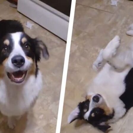Le chien le plus dramatique de tous les temps ?  Un berger australien à la patte blessée félicité pour son jeu hilarant