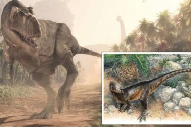 Le cousin 'dragon' du T-rex trouvé au Pays de Galles !  Une nouvelle espèce est le plus vieux dinosaure carnivore du Royaume-Uni