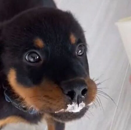 Le doux bébé Rottweiler dévore le tout premier puppuccino dans une adorable vidéo