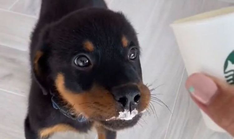 Le doux bébé Rottweiler dévore le tout premier puppuccino dans une adorable vidéo