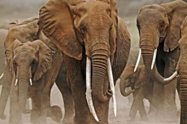 Les éléphants évoluent sans défenses pour échapper aux braconniers