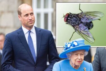 Les employés pleins d'espoir de Queen's font face à un "test de mouche morte" pour détecter une perspective "spéciale"